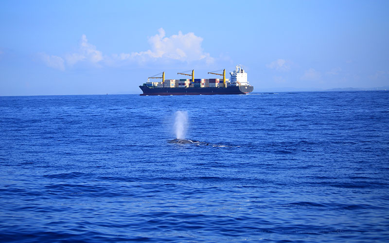 Mirissa Whale Watching - Mirissa Whale Watching Tours - Whale and Dolphin Watching Boat Tours in Mirissa - Whale Watching Mirissa - Mirissa Whale watching Trips in Sri Lanka - Dolphin Watching trips in Mirissa - Trips in Whale Watching