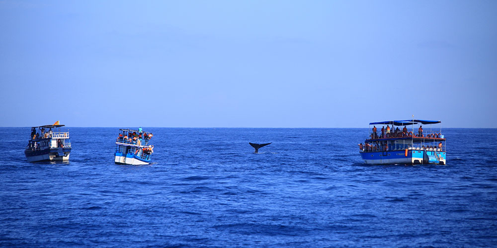 Mirissa Whale Watching - Mirissa Whale Watching Tours - Whale and Dolphin Watching Boat Tours in Mirissa - Whale Watching Mirissa - Mirissa Whale watching Trips in Sri Lanka - Dolphin Watching trips in Mirissa - Trips in Whale Watching
