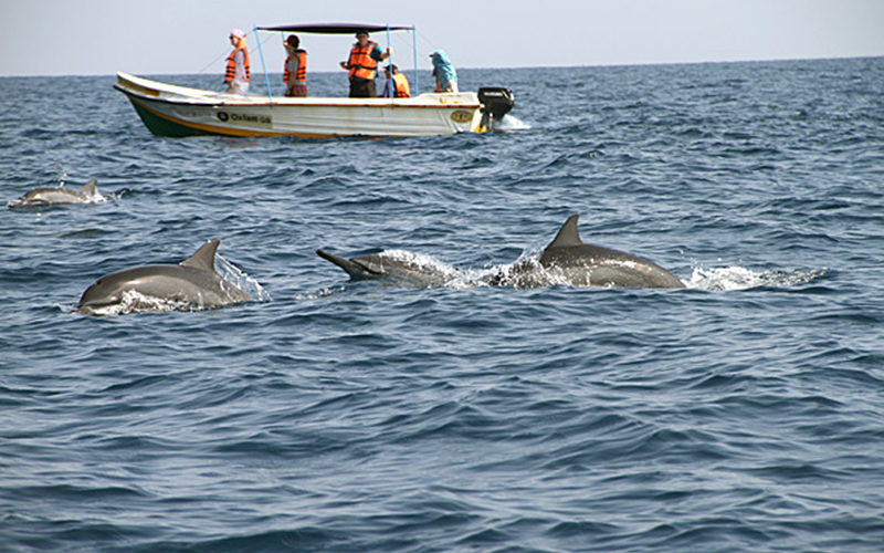 Trincomalee Whale Watching Tours - Whale and Dolphin Watching Boat Tours in Trincomalee - Whale Watching Trincomalee - Trincomalee Whale watching Trips in Sri Lanka - Trincomalee Whale Watching - Dolphin Watching trips in Trincomalee - Trips in Whale Watching