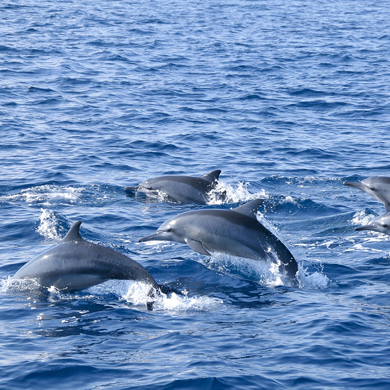 Trincomalee Whale Watching Tours - Whale and Dolphin Watching Boat Tours in Trincomalee - Whale Watching Trincomalee - Trincomalee Whale watching Trips in Sri Lanka - Trincomalee Whale Watching - Dolphin Watching trips in Trincomalee - Trips in Whale Watching