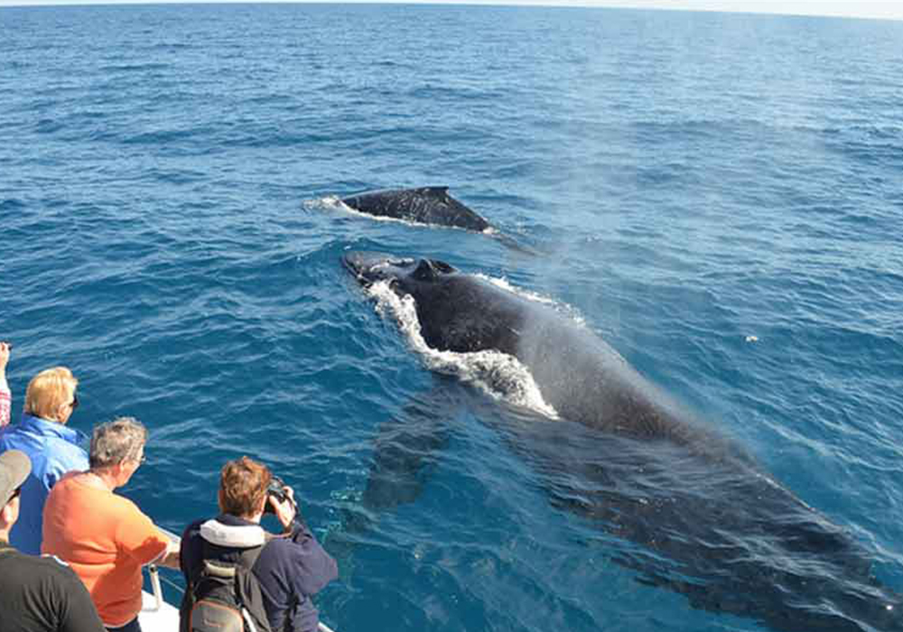 Trincomalee Whale Watching Tours - Whale and Dolphin Watching Boat Tours in Trincomalee - Whale Watching Trincomalee - Trincomalee Whale watching Trips in Sri Lanka - Trincomalee Whale Watching - Dolphin Watching trips in Trincomalee - Trips in Whale Watching