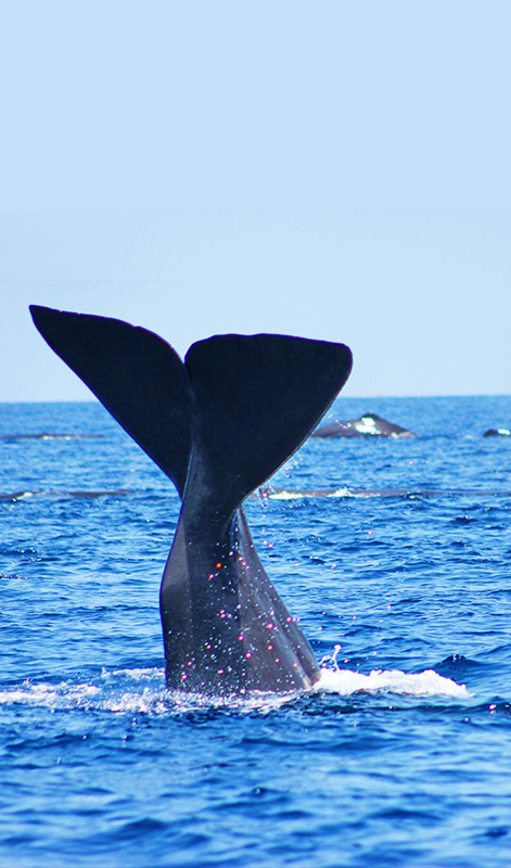 Trincomalee Whale Watching Tours - Whale and Dolphin Watching Boat Tours in Trincomalee - Whale Watching Trincomalee - Trincomalee Whale watching Trips in Sri Lanka - Trincomalee Whale Watching - Dolphin Watching trips in Trincomalee - Trips in Whale Watching