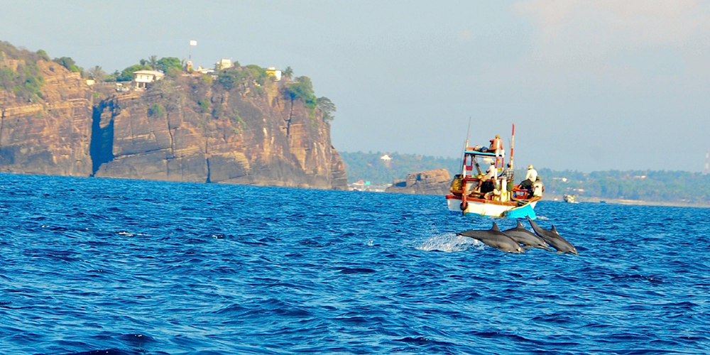 Trincomalee Whale Watching Tours - Whale and Dolphin Watching Boat Tours in Trincomalee - Whale Watching Trincomalee - Trincomalee Whale watching Trips in Sri Lanka - Trincomalee Whale Watching - Dolphin Watching trips in Trincomalee - Trips in Whale Watching