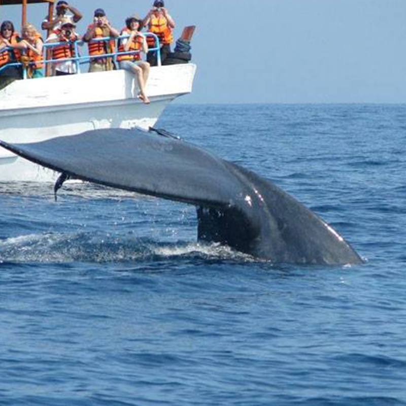 Trincomalee Whale Watching Tours - Whale and Dolphin Watching Boat Tours in Trincomalee - Whale Watching Trincomalee - Trincomalee Whale watching Trips in Sri Lanka - Trincomalee Whale Watching - Dolphin Watching trips in Trincomalee - Trips in Whale Watching