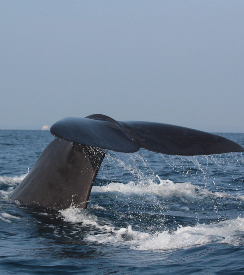 Trincomalee Whale Watching Tours - Whale and Dolphin Watching Boat Tours in Trincomalee - Whale Watching Trincomalee - Trincomalee Whale watching Trips in Sri Lanka - Trincomalee Whale Watching - Dolphin Watching trips in Trincomalee - Trips in Whale Watching
