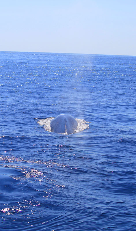 Trincomalee Whale Watching Tours - Whale and Dolphin Watching Boat Tours in Trincomalee - Whale Watching Trincomalee - Trincomalee Whale watching Trips in Sri Lanka - Trincomalee Whale Watching - Dolphin Watching trips in Trincomalee - Trips in Whale Watching