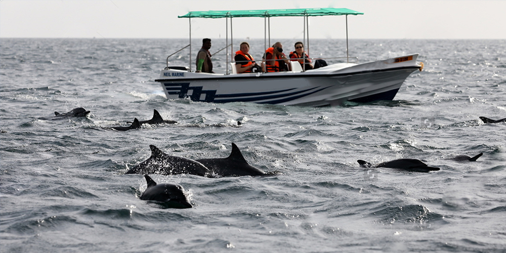 Trincomalee Whale Watching Tours - Whale and Dolphin Watching Boat Tours in Trincomalee - Whale Watching Trincomalee - Trincomalee Whale watching Trips in Sri Lanka - Trincomalee Whale Watching - Dolphin Watching trips in Trincomalee - Trips in Whale Watching