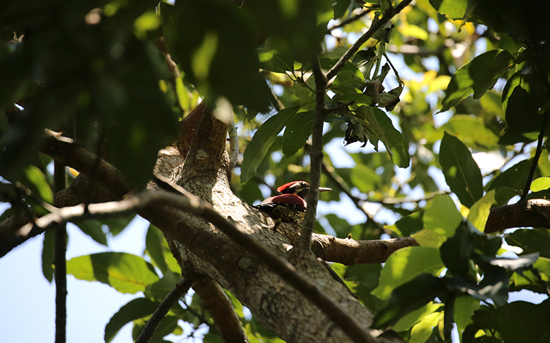 birdwatching in beliatta, birds of beliatta, beliatta birds, birdlife in beliatta  