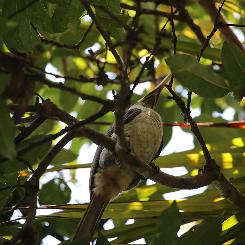 birdwatching in beliatta, birds of beliatta, beliatta birds, birdlife in beliatta  