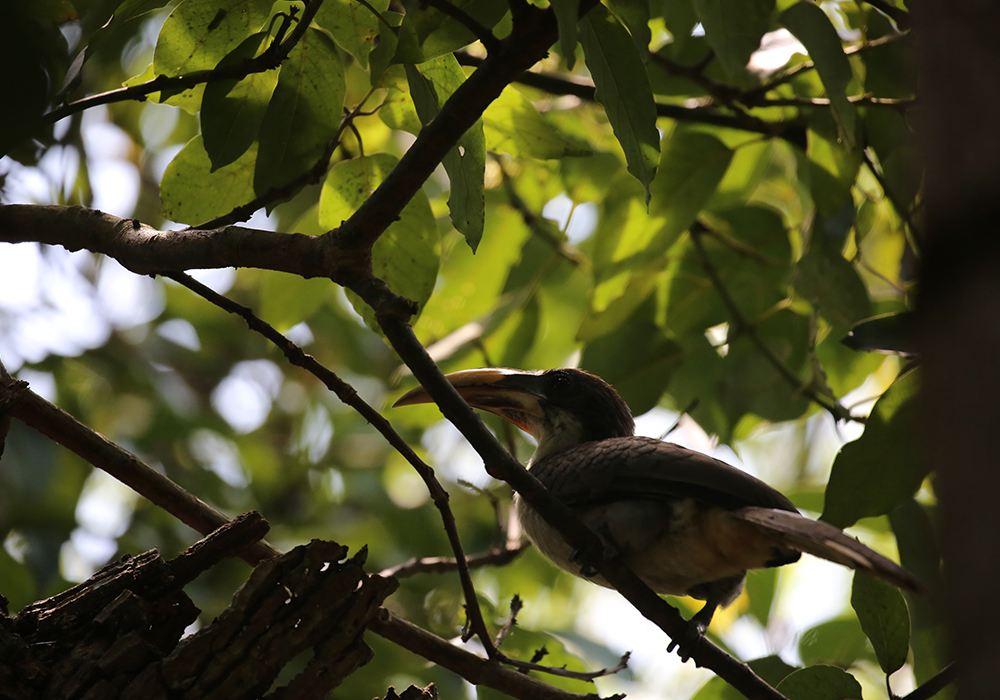 birdwatching in beliatta, birds of beliatta, beliatta birds, birdlife in beliatta 