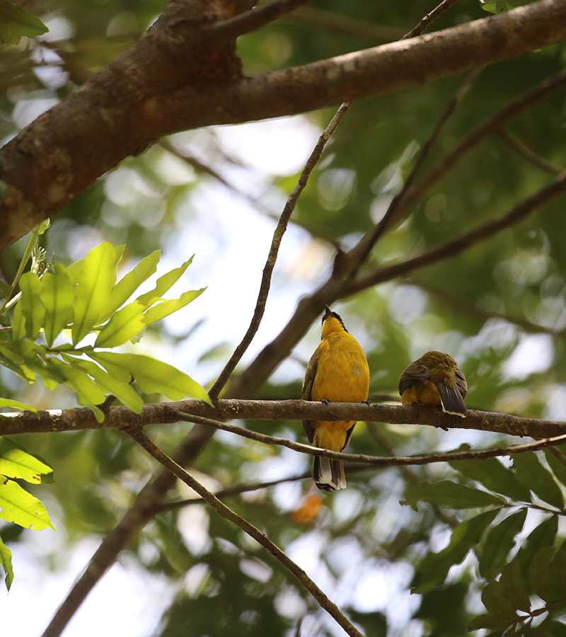 birdwatching in beliatta, birds of beliatta, beliatta birds, birdlife in beliatta  
