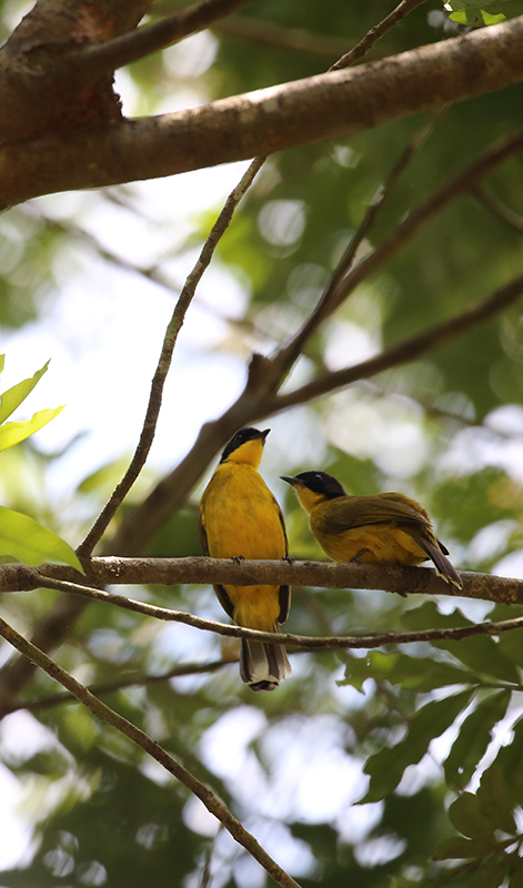 birdwatching in beliatta, birds of beliatta, beliatta birds, birdlife in beliatta  