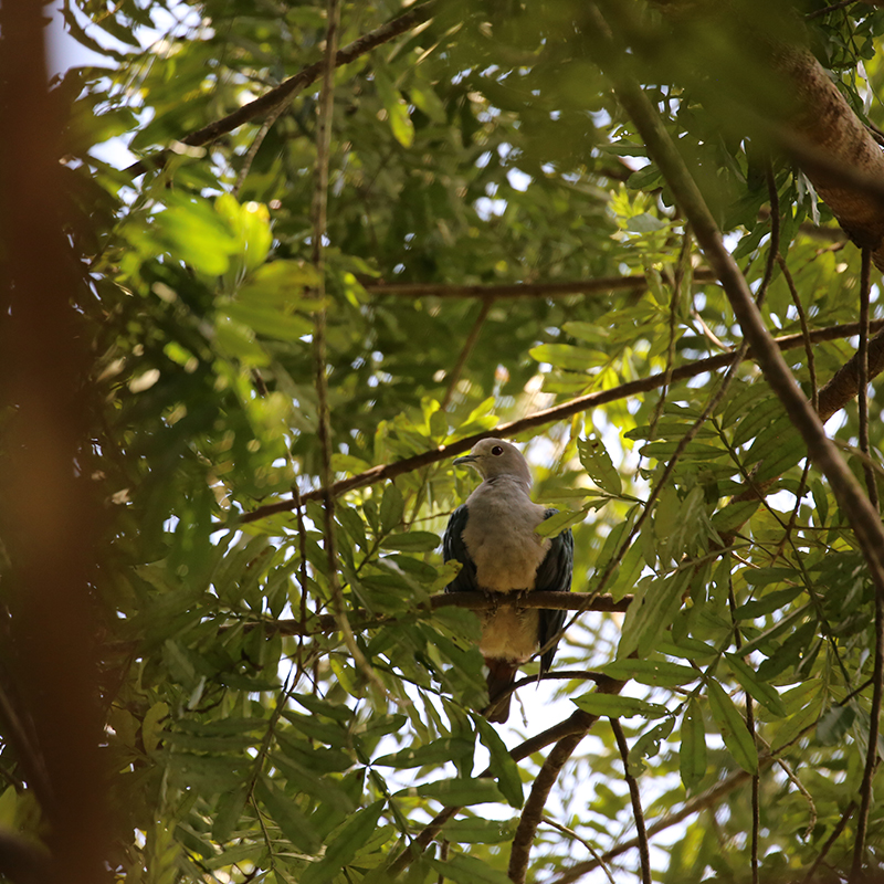 birdwatching in beliatta, birds of beliatta, beliatta birds, birdlife in beliatta   