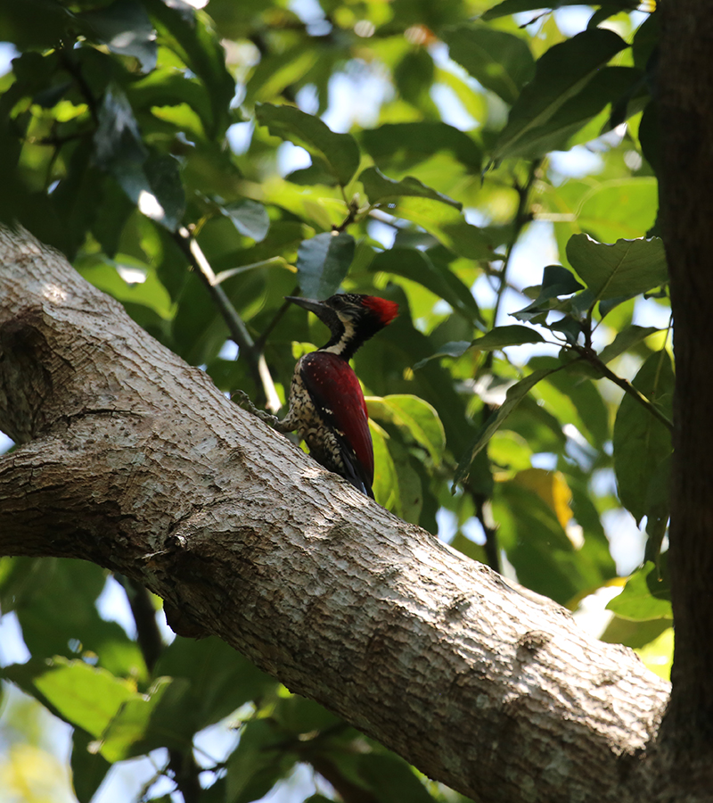 birdwatching in beliatta, birds of beliatta, beliatta birds, birdlife in beliatta 