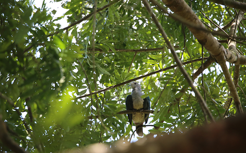 birdwatching in beliatta, birds of beliatta, beliatta birds, birdlife in beliatta