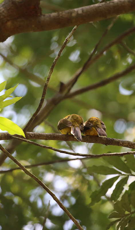 birdwatching in beliatta, birds of beliatta, beliatta birds, birdlife in beliatta 