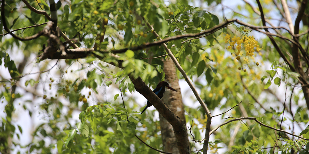 birdwatching in beliatta, birds of beliatta, beliatta birds, birdlife in beliatta 