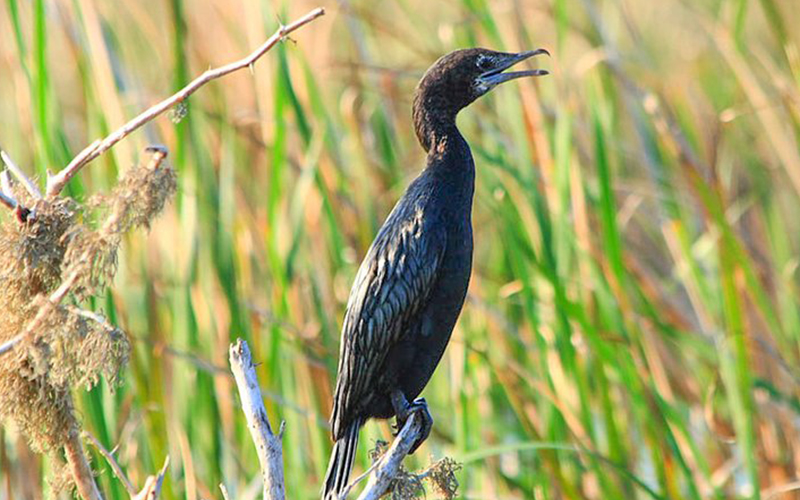 birdwatching in beliatta, birds of beliatta, beliatta birds, birdlife in beliatta  