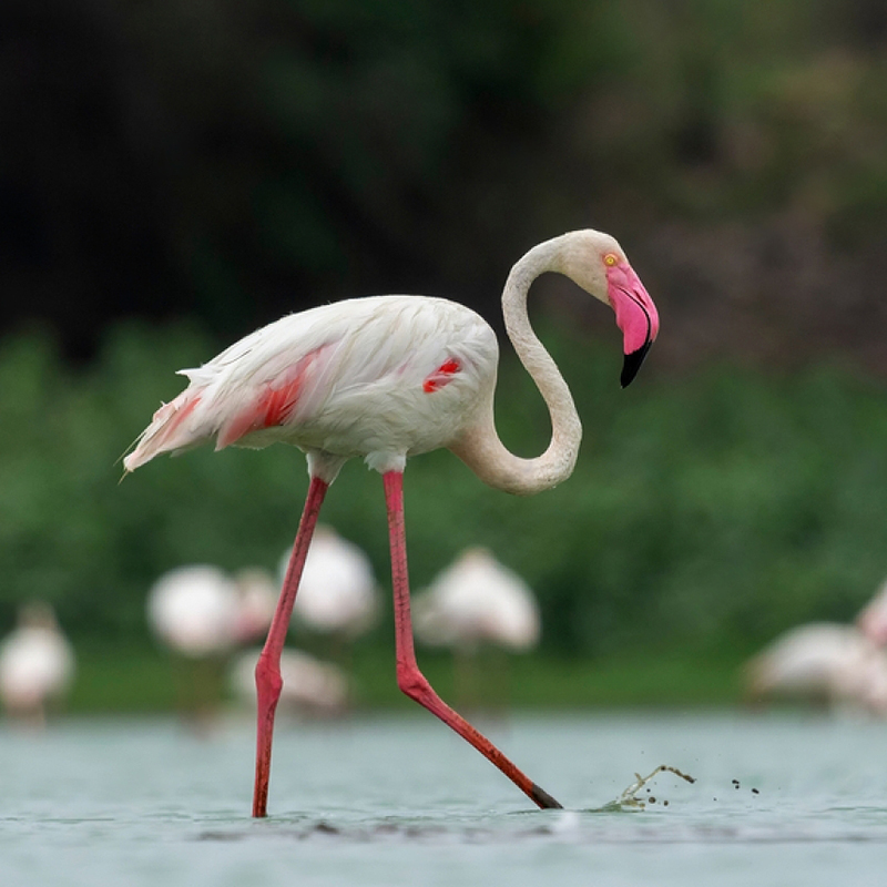 birdwatching in beliatta, birds of beliatta, beliatta birds, birdlife in beliatta  