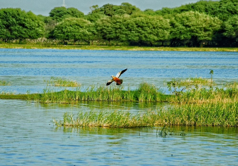 birdwatching in beliatta, birds of beliatta, beliatta birds, birdlife in beliatta 
