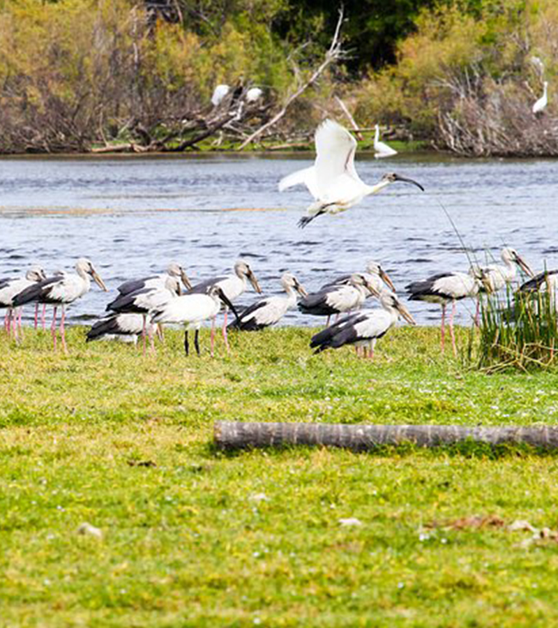 birdwatching in beliatta, birds of beliatta, beliatta birds, birdlife in beliatta  