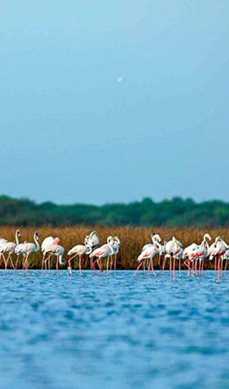 birdwatching in beliatta, birds of beliatta, beliatta birds, birdlife in beliatta  