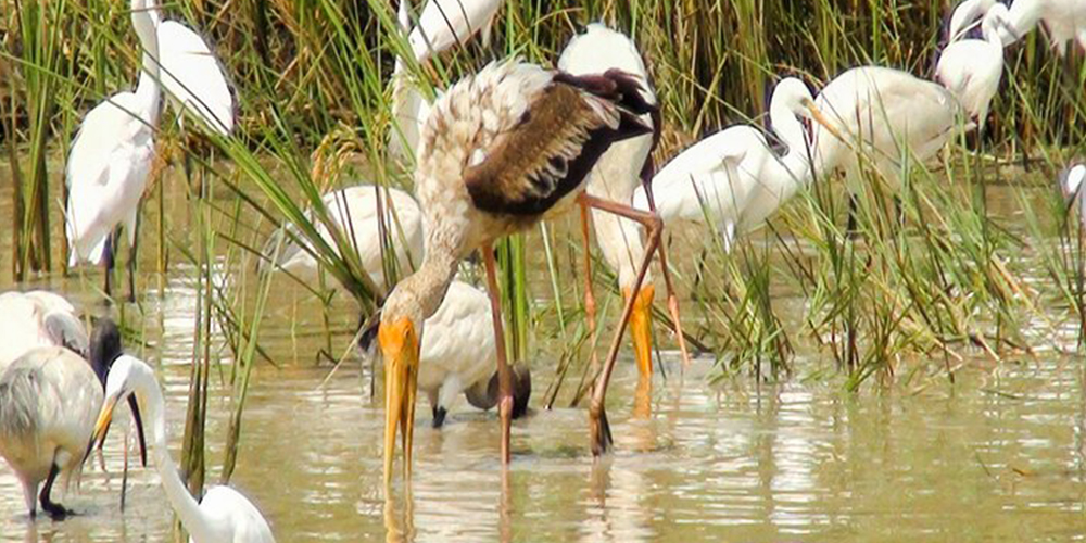 birdwatching in beliatta, birds of beliatta, beliatta birds, birdlife in beliatta 
