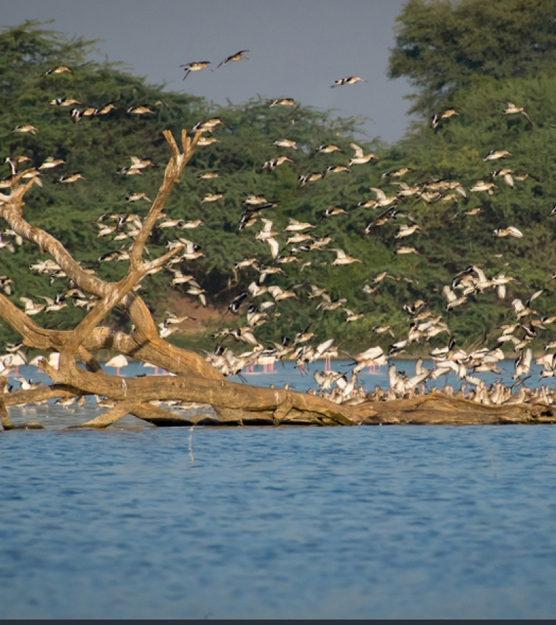 birdwatching in beliatta, birds of beliatta, beliatta birds, birdlife in beliatta 