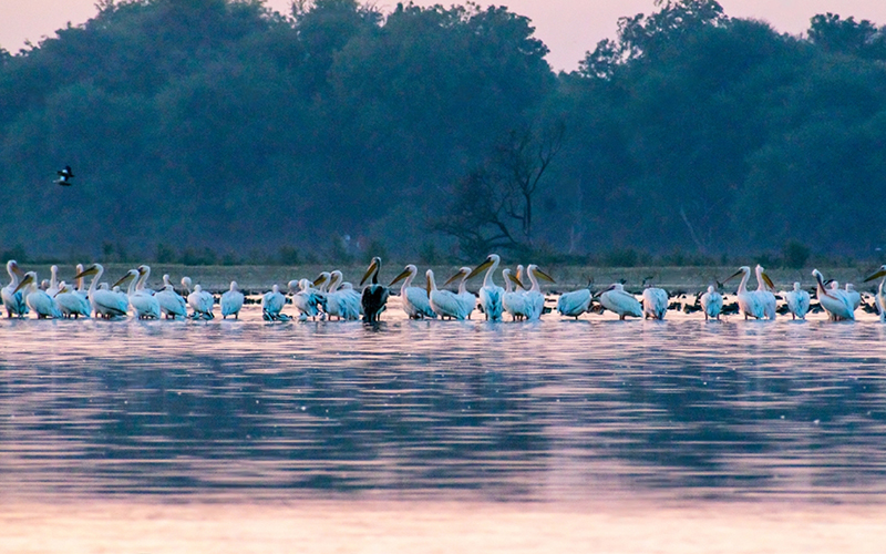 birdwatching in beliatta, birds of beliatta, beliatta birds, birdlife in beliatta