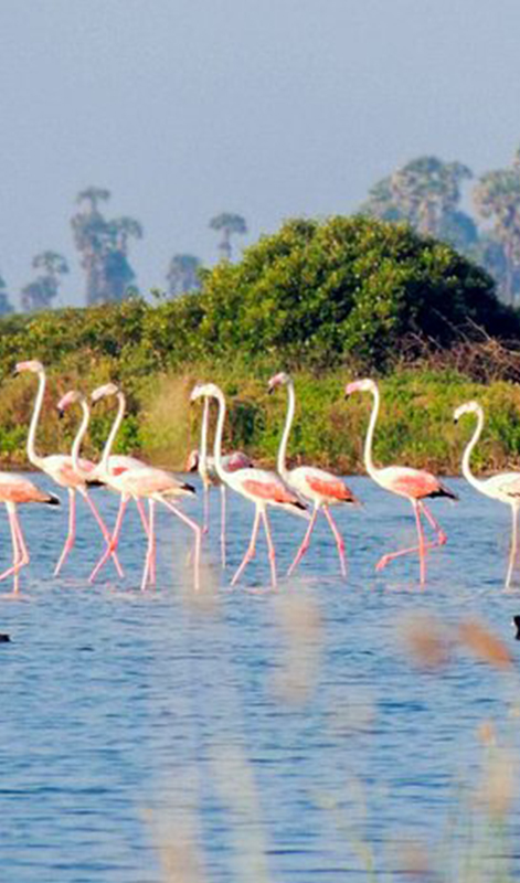 birdwatching in beliatta, birds of beliatta, beliatta birds, birdlife in beliatta 