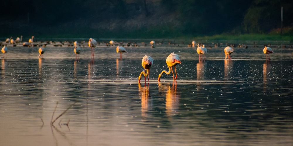birdwatching in beliatta, birds of beliatta, beliatta birds, birdlife in beliatta 