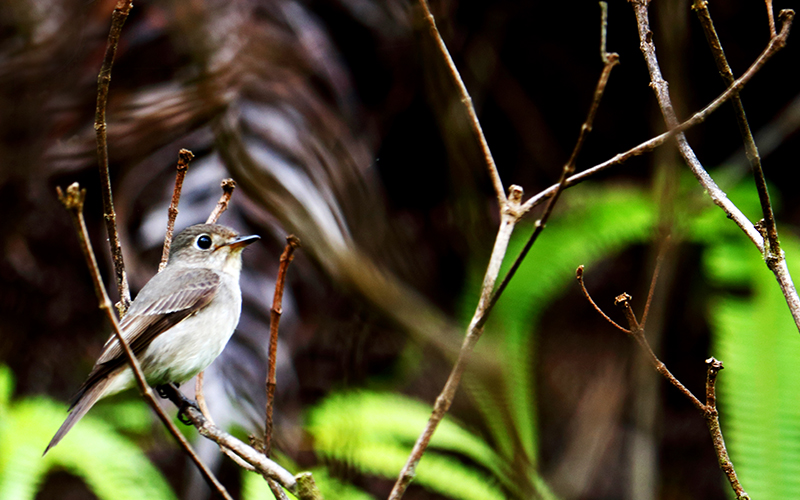 birdwatching in beliatta, birds of beliatta, beliatta birds, birdlife in beliatta  