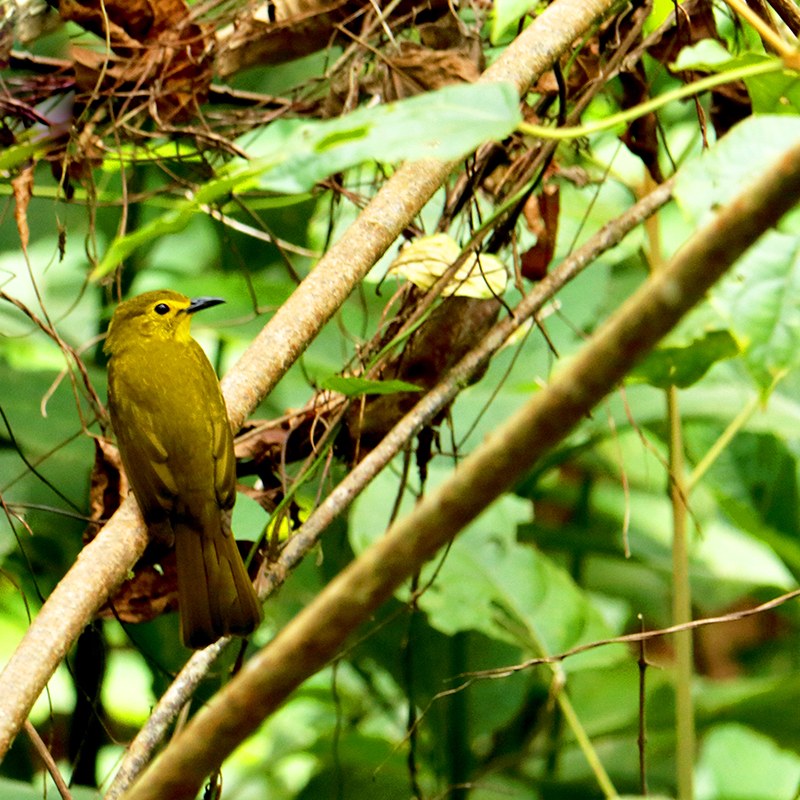 birdwatching in beliatta, birds of beliatta, beliatta birds, birdlife in beliatta  