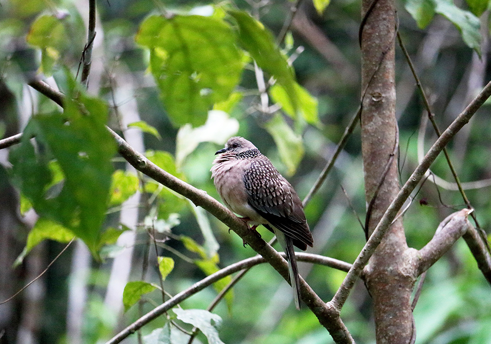 birdwatching in beliatta, birds of beliatta, beliatta birds, birdlife in beliatta 