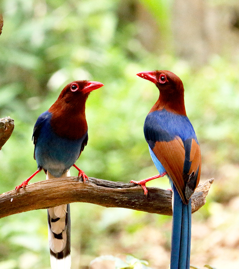 birdwatching in beliatta, birds of beliatta, beliatta birds, birdlife in beliatta  