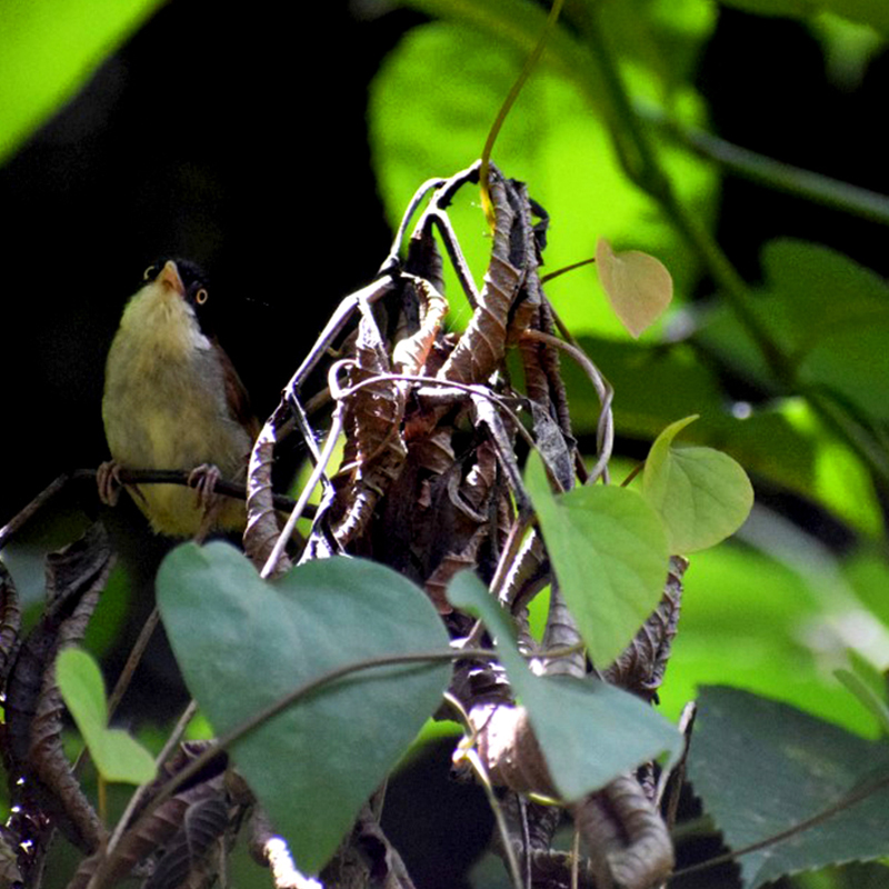 birdwatching in beliatta, birds of beliatta, beliatta birds, birdlife in beliatta   