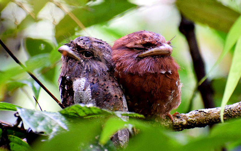 birdwatching in beliatta, birds of beliatta, beliatta birds, birdlife in beliatta
