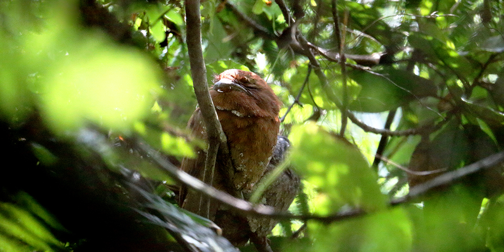 birdwatching in beliatta, birds of beliatta, beliatta birds, birdlife in beliatta 