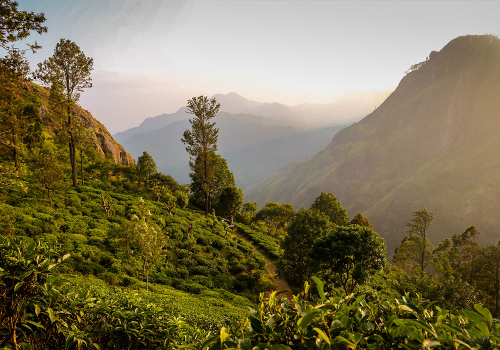 Ella Rock Hike - Ella Trekking Trips in Sri Lanka -  Hiking Ella Rock in Sri Lanka - Trek to Ella - Trekking Tours in Ella, Sri Lanka - Hiking Ella Gap - Hike to Ella Rock - Climb to Ella Rock