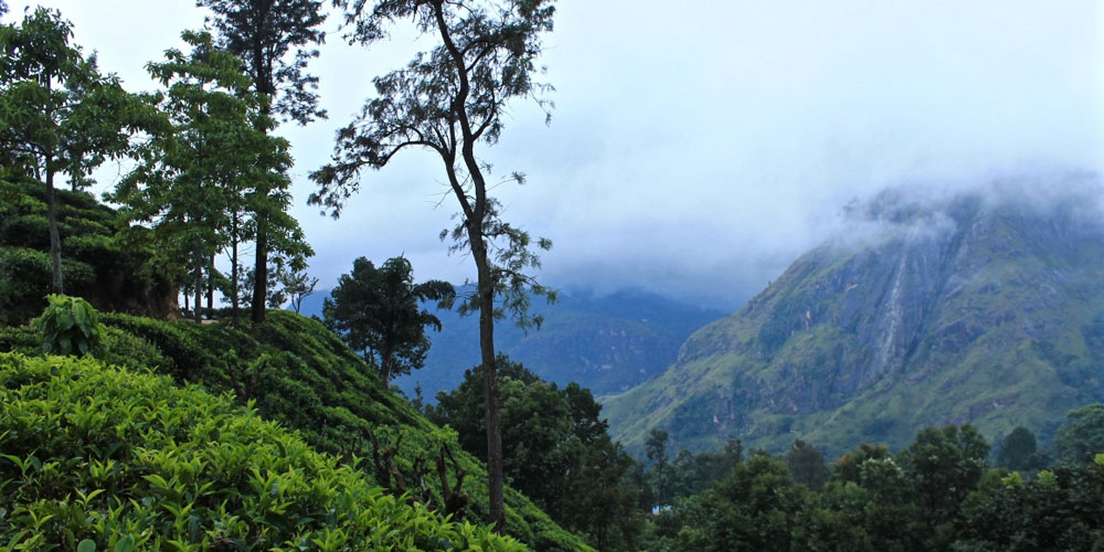 Ella Rock Hike - Ella Trekking Trips in Sri Lanka -  Hiking Ella Rock in Sri Lanka - Trek to Ella - Trekking Tours in Ella, Sri Lanka - Hiking Ella Gap - Hike to Ella Rock - Climb to Ella Rock