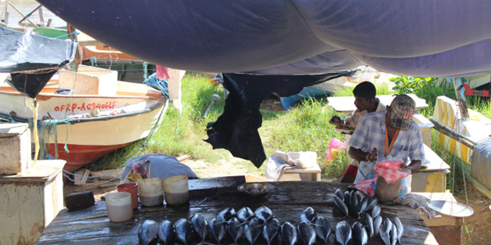 Learn how to cook a Sri Lankan Meal, Sri Lanka cooking Demonstrations, Learn to Cook a Sri Lankan Meal, Sri Lanka Cooking Demos, Cooking lessons in Galle, Cooking demonstrations in Galle, Galle Cooking Lesson