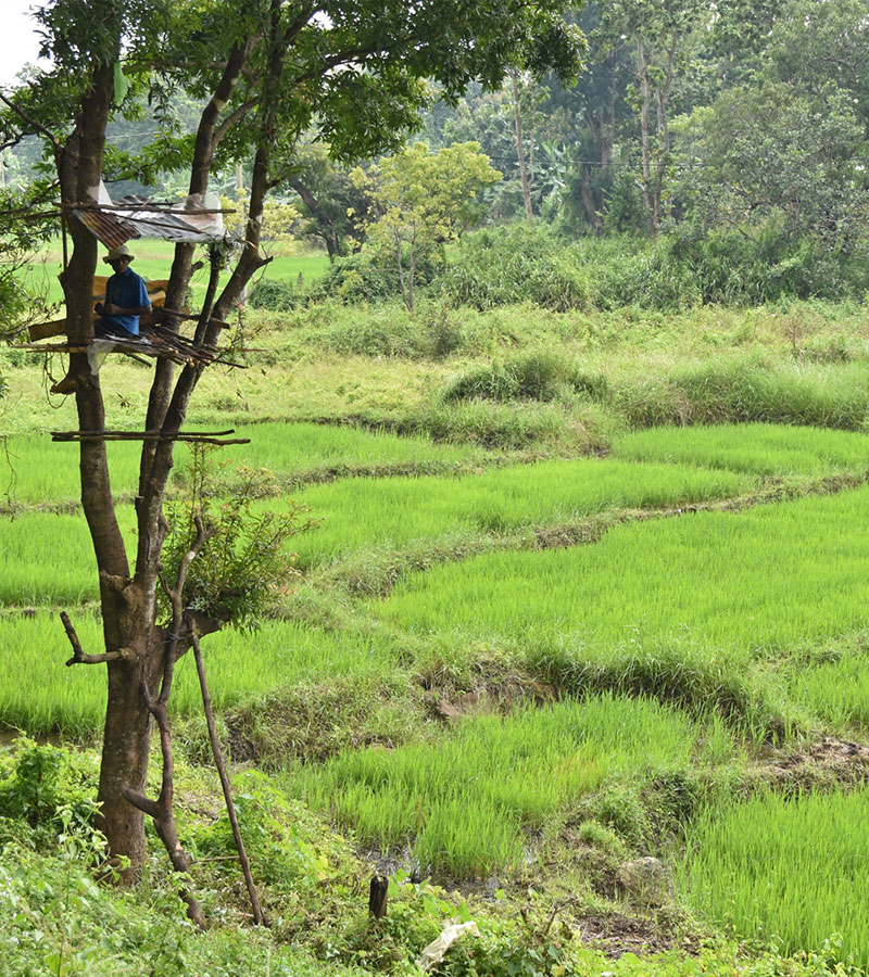 Cycling Trips in Galle - Cycle to Galle - Explore Country side of Galle by Cycles - Cycling Excursions in Galle - Cycling Tours in Galle Fort - Cycling in Galle Fort - Country side Cycling in Galle