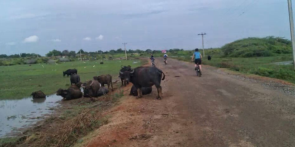Cycling Trips in Galle - Cycle to Galle - Explore Country side of Galle by Cycles - Cycling Excursions in Galle - Cycling Tours in Galle Fort - Cycling in Galle Fort - Country side Cycling in Galle