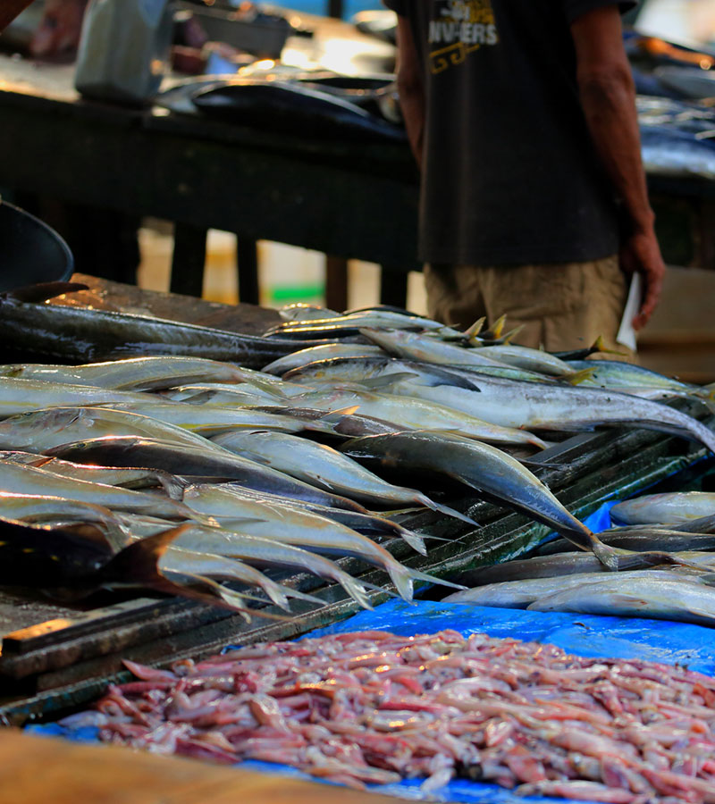 Local Markets in Galle - Street Markets in Galle - Galle Street Markets Sri Lanka - Vegetable and Fruit Market, Galle Sri Lanka - Galle Fish Markets - Galle Markets in Sri Lanka - Sri Lanka Market Visit Experience - Market Visit in Galle
