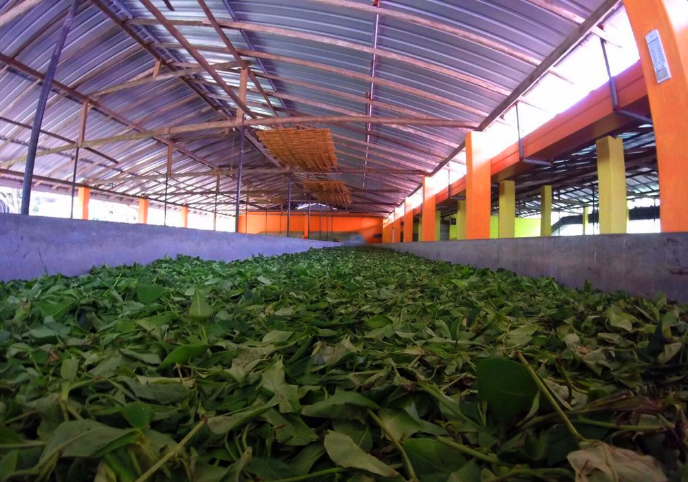 A visit to a tea factory in Sri Lanka - Tea Plantations of Sri Lanka - Tea Estate Visit in Sri Lanka - Sri Lankan Tea Experience - Tea plantations in Sri Lanka - Visiting a Tea Factory in Galle, Sri Lanka