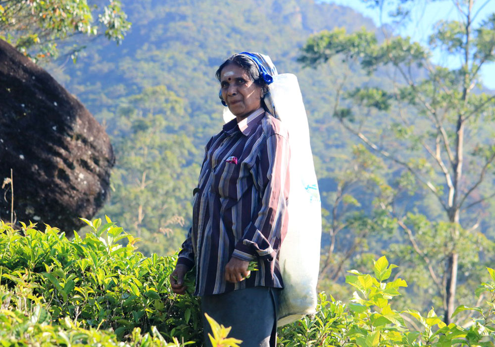 Trekking - Sri Lanka - Knuckles - Mountain beauty - Hill Country - Hill Country Sri Lanka - Hiking - Trekking Trips in Knuckles - Knuckes Trek - Trips to Knuckles - Trekking trips in Sri Lanka - Sri Lanka Trekking Destinations - Knuckles Mountains Trekking Tours - Knuckles Trekking and Hiking