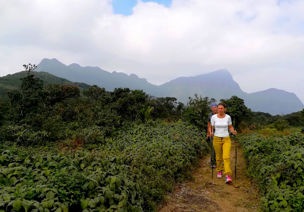 Trekking - Sri Lanka - Knuckles - Mountain beauty - Hill Country - Hill Country Sri Lanka - Hiking - Trekking Trips in Knuckles - Knuckes Trek - Trips to Knuckles - Trekking trips in Sri Lanka - Sri Lanka Trekking Destinations - Knuckles Mountains Trekking Tours - Knuckles Trekking and Hiking