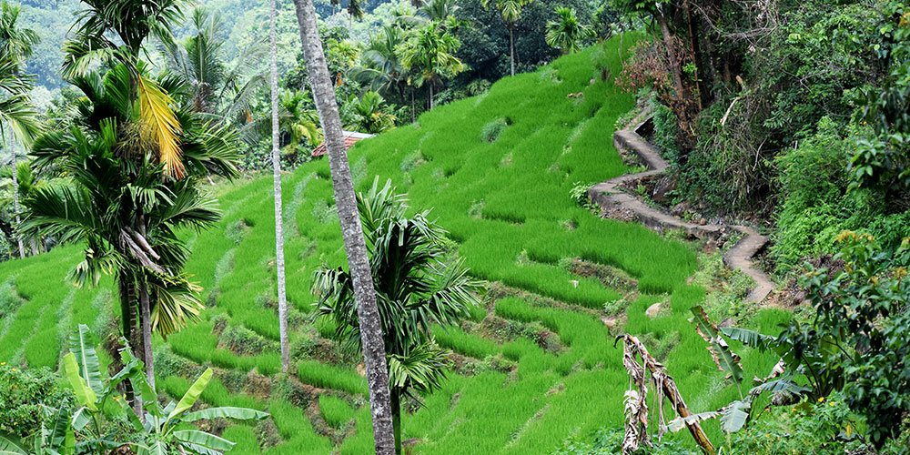 Rural Village Walk in Kandy - Village Tours in Kandy Sri Lanka - Sri Lanka Village Walks - Mountain Walks in Sri Lanka - Sri Lanka Rural Villages - Rural Village Walk Experience - Rural Village Walks - Village walking tours from Kandy