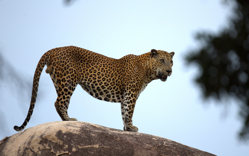 Kumana Wildlife safari tours - Sri Lanka Off the Beaten track - Kumana national park bird watching tours – Kumana Kudumbigala tour – Kumana Okanda kovil tour - Kumana National Park in Sri Lanka - Leopards Safaris in Kumana