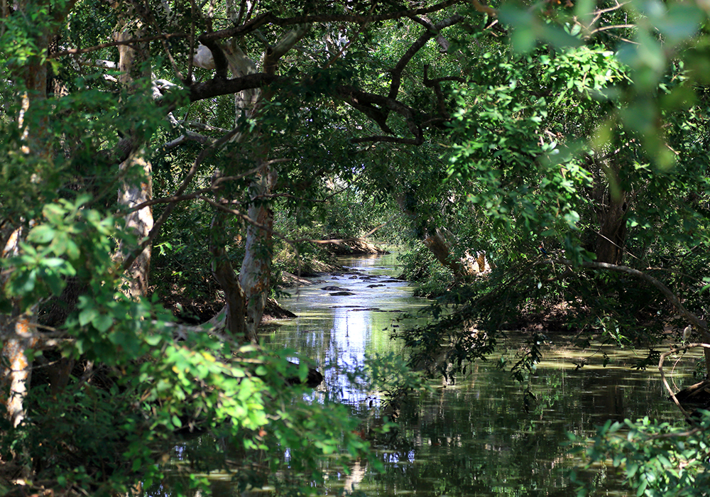 Kumana Wildlife safari tours - Sri Lanka Off the Beaten track - Kumana national park bird watching tours – Kumana Kudumbigala tour – Kumana Okanda kovil tour - Kumana National Park in Sri Lanka - Leopards Safaris in Kumana